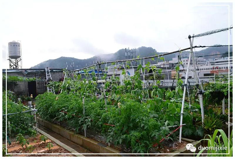 聽說了嗎，多米居然開始搞副業了？