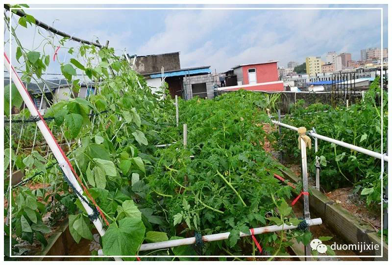 聽說了嗎，多米居然開始搞副業了？