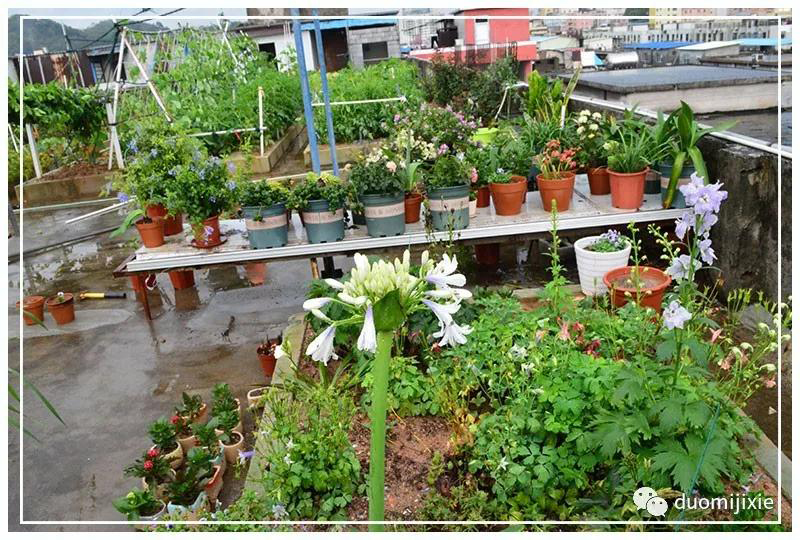 聽說了嗎，多米居然開始搞副業了？